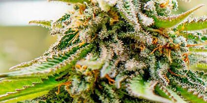 Gorilla Glue #4