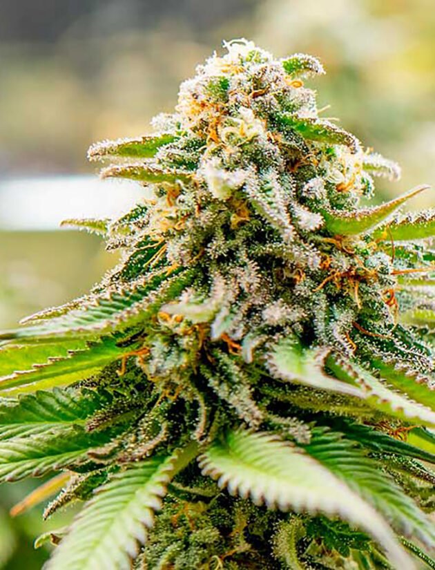 Gorilla Glue #4