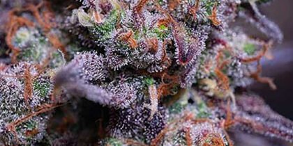 Blackberry Moonrocks