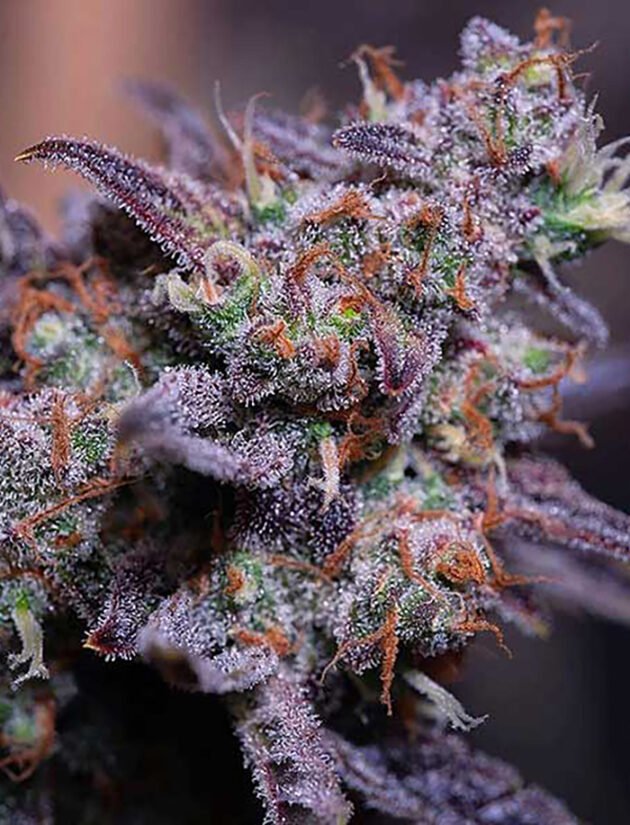 Blackberry Moonrocks
