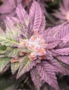 Compare with Blue Dream