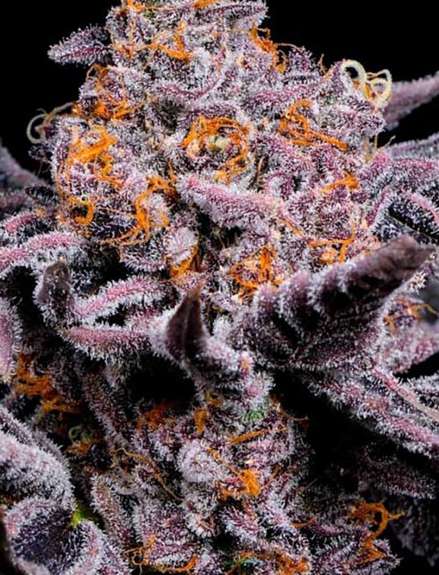 Bubble Gum Sherb
