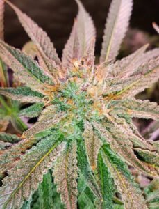 Compare with Cafe Racer