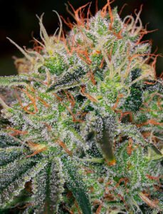 Compare with Fat Bastard