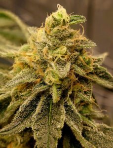 Compare with Future #1