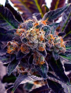 Compare with Granddaddy Purple