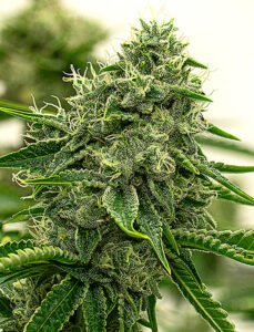 Compare with Hippo High