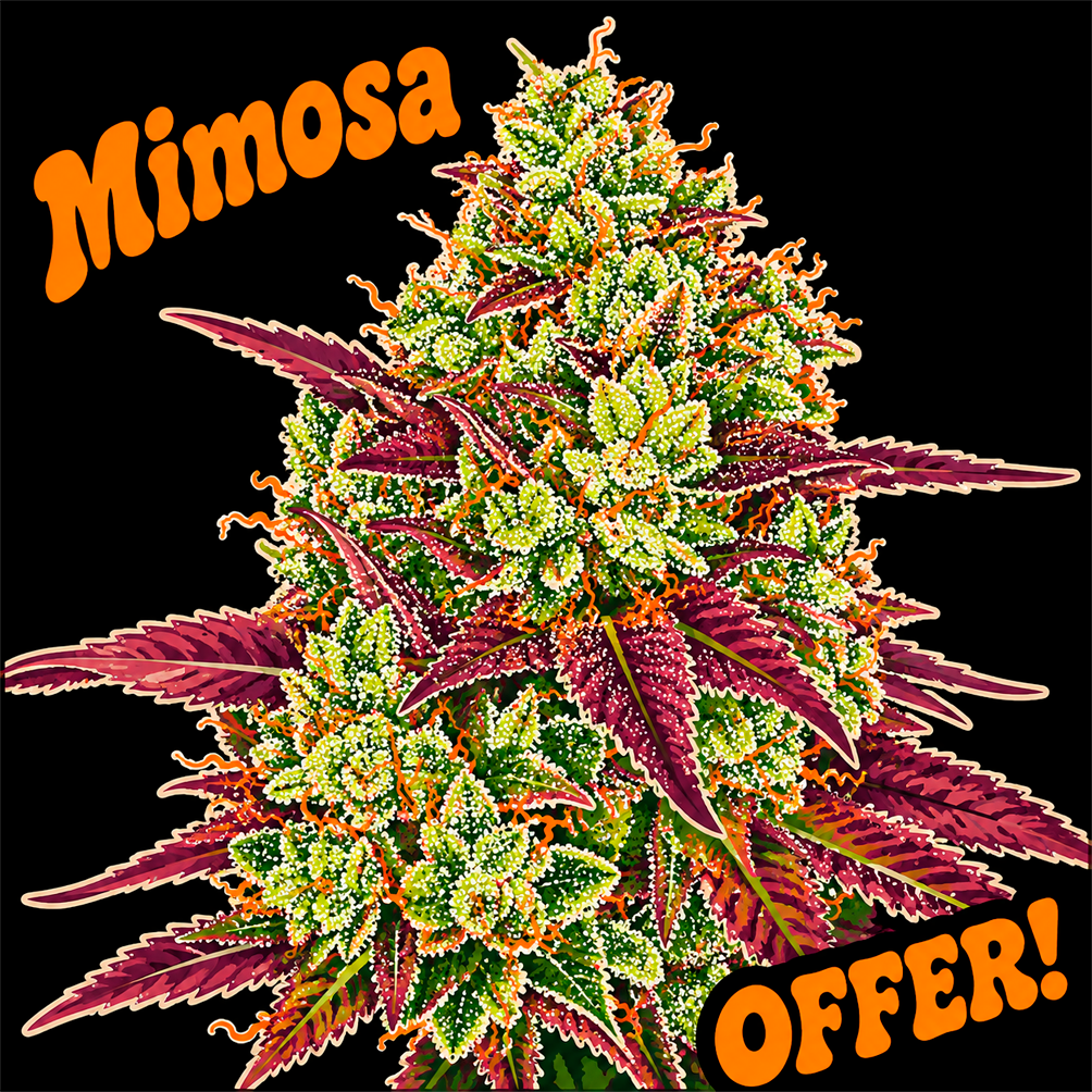 Mimosa