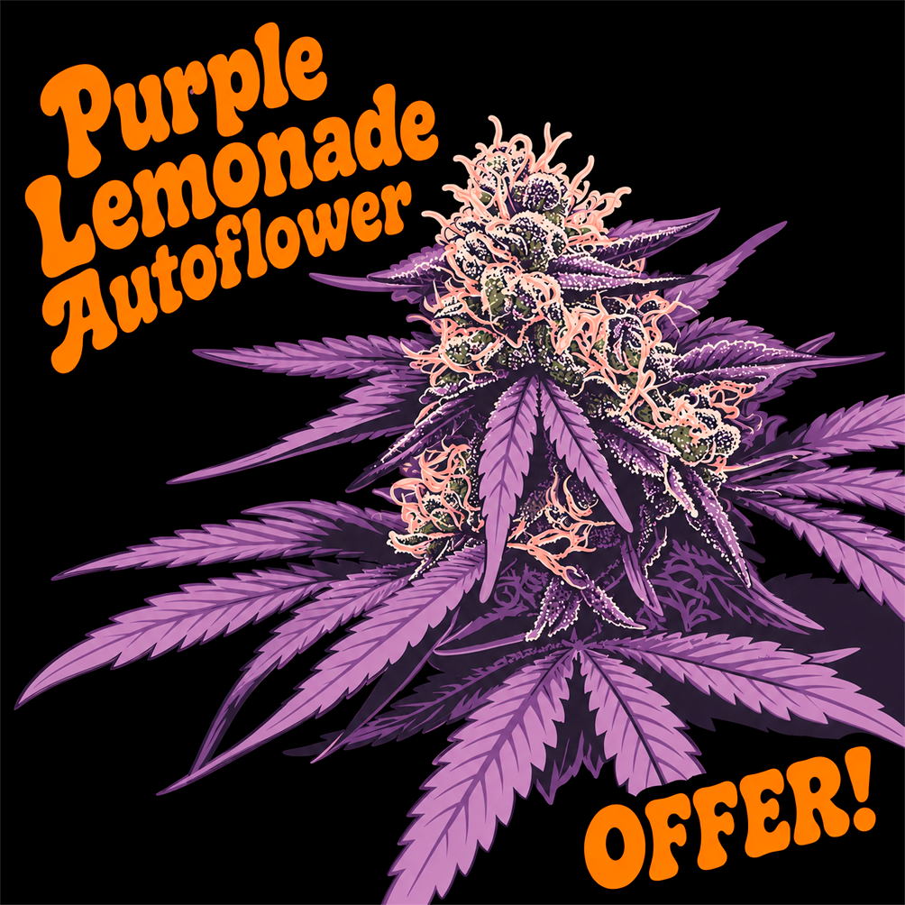 Purple Lemonade