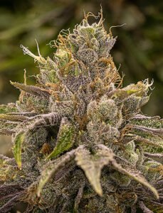 Compare with Permanent Marker