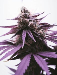 Compare with Purple Lemonade