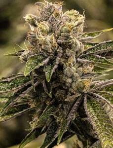 Compare with Stoned Panda