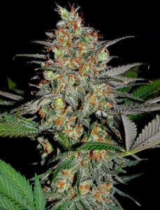 Compare with White Widow