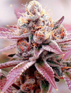 Compare with Glookies