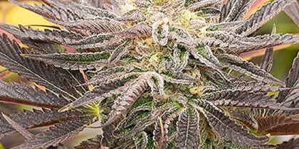 Godfather OG