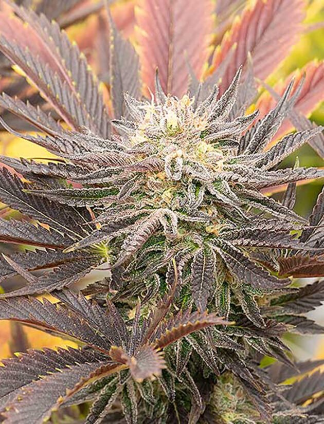 Godfather OG